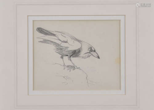 •Archibald Thorburn (1860-1935) pencil on paper, 'Study of a Raven', 10.8 cm x 15.5 cm, framed and