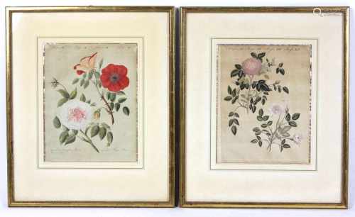 2 Kupferstich Rosen um 1800je bezeichnet u. umseitigem Textblatt, dabei *Roses XIV* mit *The