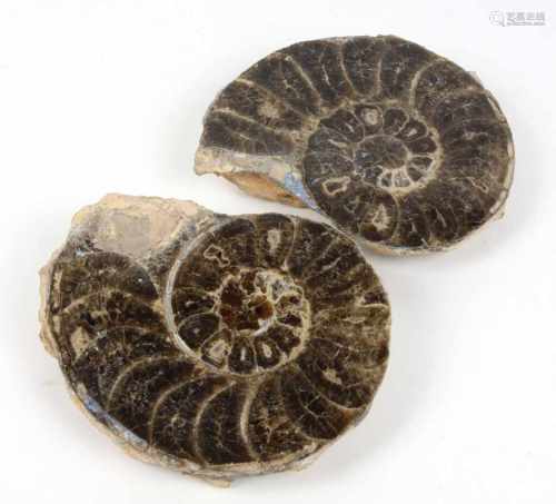 Paar Ammoniten Hälftenfossiles, zusammengehöriges Paar Ammoniten mit kompletter Verkieselung,