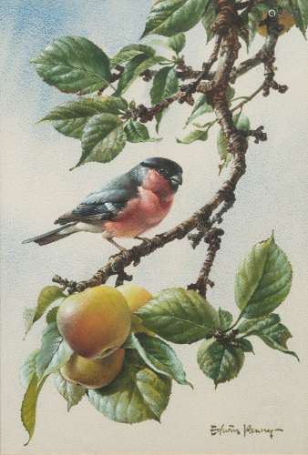 * Edwin Penny [1930-2016]- Bullfinch on an apple branch,:- signed watercolour 36 x 25cm.