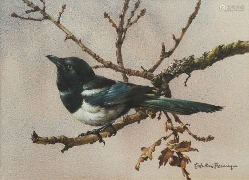 * Edwin Penny [1930-2016]- Magpie on a branch,:- signed watercolour 25 x 35cm. *Provenance.