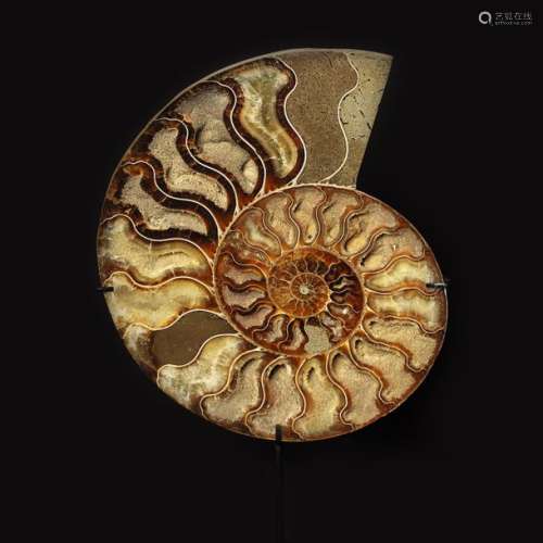 MadagascarTranche d'ammonite résiduels de cris...