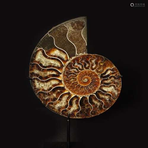 MadagascarTranche d'ammonite résiduels de cris...