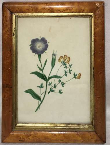 Ca. 1820 Watercolor Of Flowers In Frame