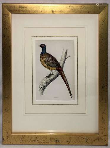 Hand Colored Wood Engraving, Pheasant