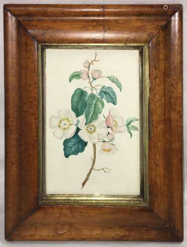 19th Century Watercolor Of Flowers In Frame