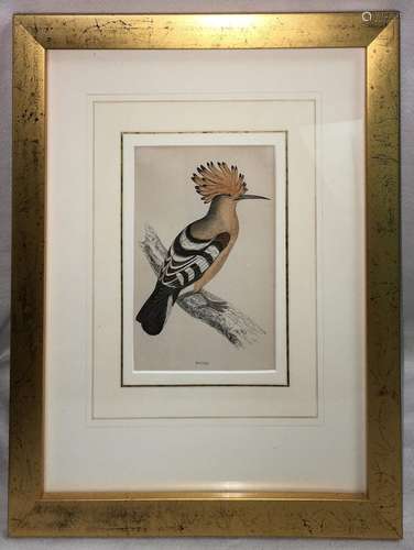 Hand Colored Bird Engraving, Hoopoe