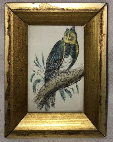 19th Century Hand Colored Owl