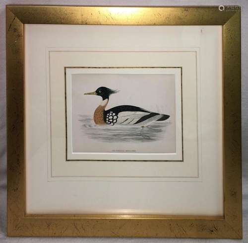 Hand Colored Engraving, Red Breasted Merganser