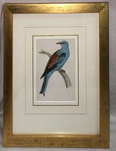 Hand Colored Bird Engraving, Roller