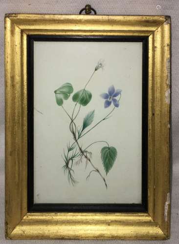 19th Century Watercolor In Frame