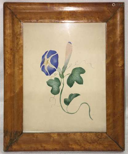 Ca. 1820 Watercolor Of Morning Glory In Frame