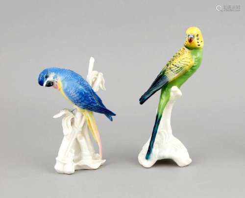 Two budgerigars, 20th cent., budgerigar on a branch,