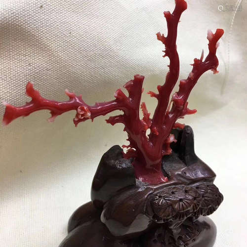 A TREE SHAPED AKA CORAL BONSAI