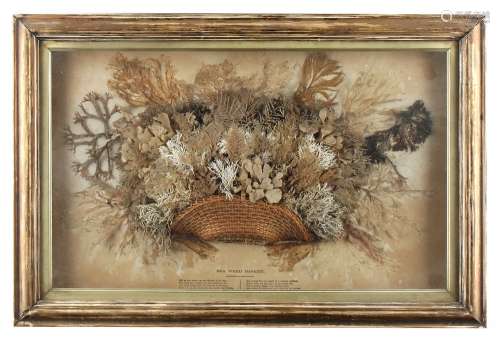 Property of a lady - a 19th century seaweed & shell collage, in glazed frame, 13.75 by 20.5ins. (