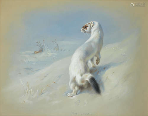 Stoat (winter) Archibald Thorburn(British, 1860-1935)