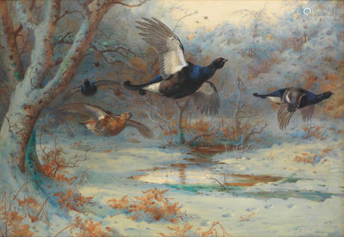 Blackgame in woodland, winter Archibald Thorburn(British, 1860-1935)