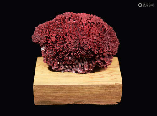 A Taiwanese Wine-Red Tubular Coral Specimen Ornament