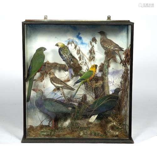 Case of stuffed tropical birds including parrots and ground dwelling birds, with a painted paper