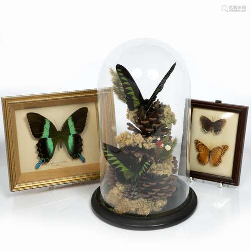 Domed cased set of butterflies sitting above pinecones, and two cased sets of butterflies, one