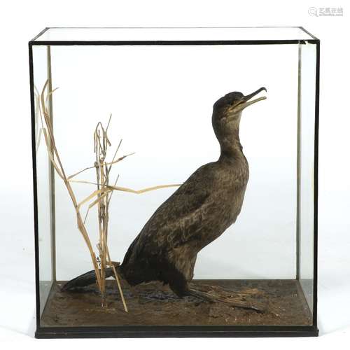 Cased Taxidermy Cormorant 44cm high