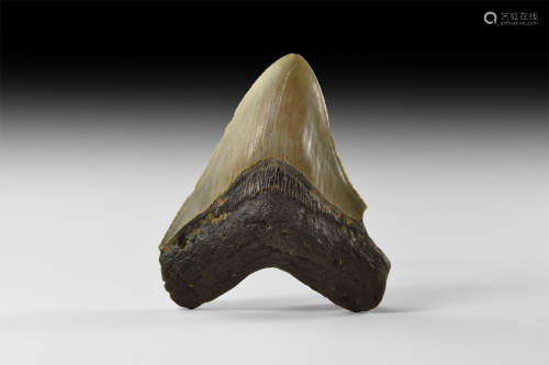 Natural History - Megalodon Shark Fossil Tooth
