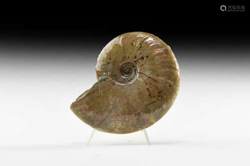 Natural History - Fossil Ammonite