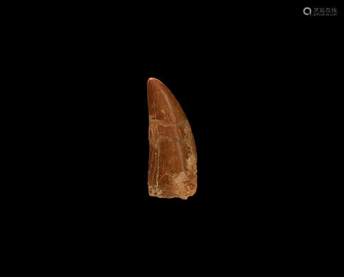 Natural History - African T-rex Fossil Tooth