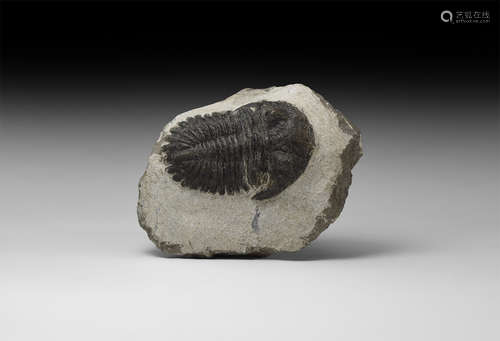 Natural History - Metacanthina Fossil Trilobite