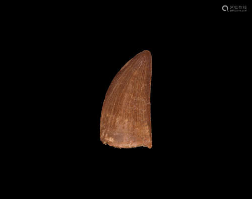 Natural History - African T-rex Fossil Tooth