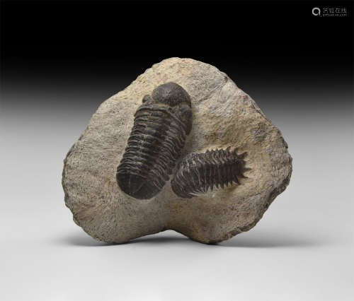 Natural History - Fossil Trilobite Pair