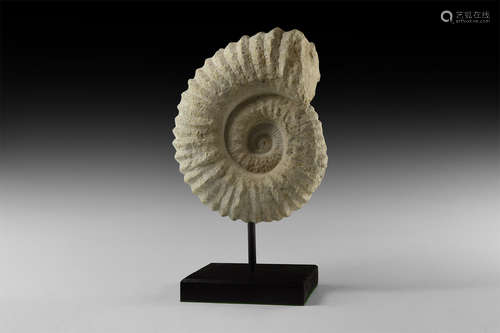 Natural History - Acanthoceras Fossil Ammonite