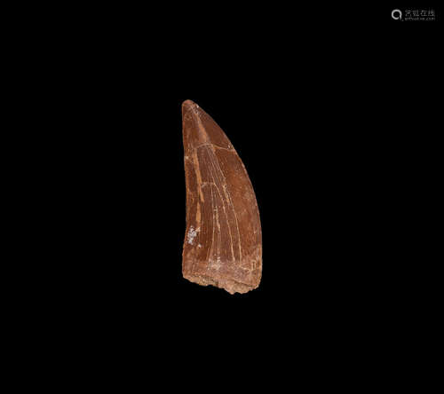 Natural History - Rugops Dinosaur Fossil Tooth