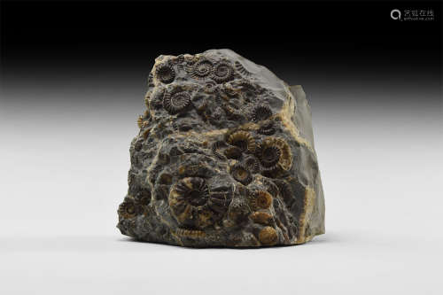 Natural History - British Promicroceras Fossil Ammonite Mortality Display