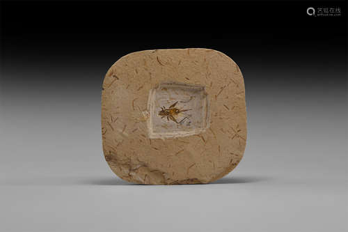 Natural History - Fossil Cricket Insect