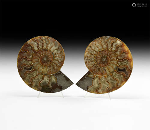 Natural History - Fossil Ammonite