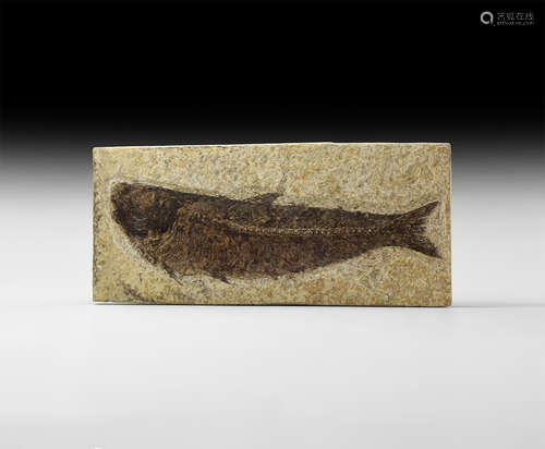 Natural History - Knightia alta Fossil Fish