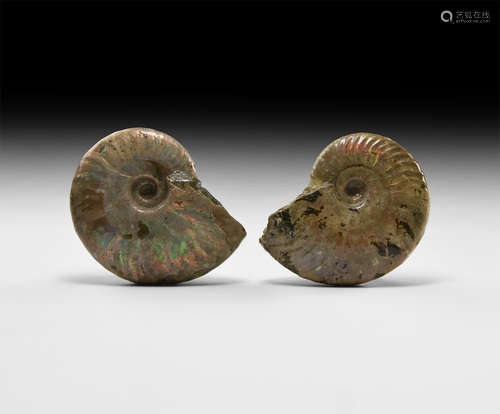 Natural History - Fossil Ammonite Group