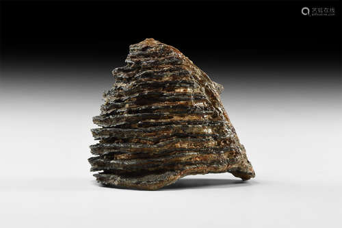 Natural History - Woolly Mammoth Tooth