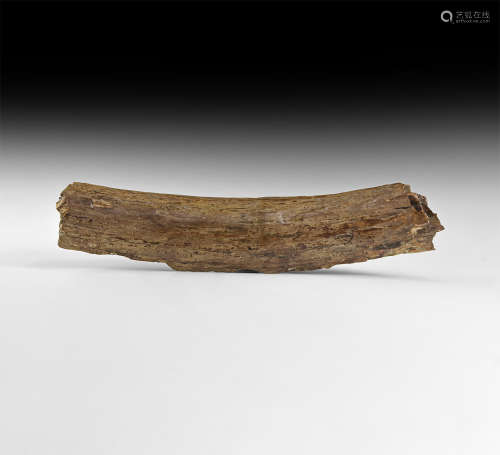 Natural History - Woolly Mammoth Tusk Section