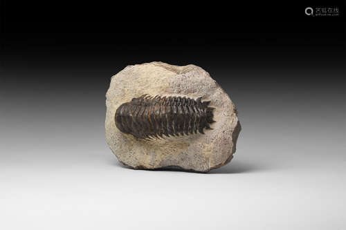 Natural History - Crotalocephalus Fossil Trilobite