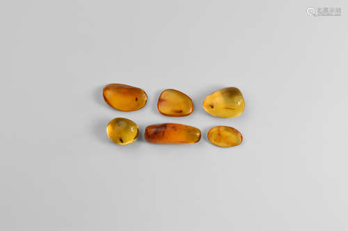 Natural History - Insects in Baltic Amber Group