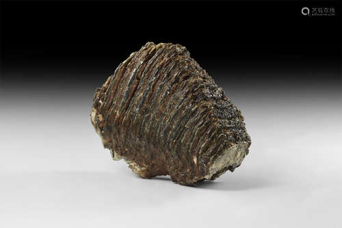 Natural History - Woolly Mammoth Fossil Tooth