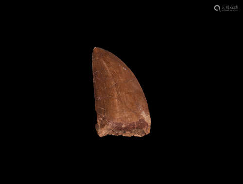 Natural History - African T-rex Fossil Tooth