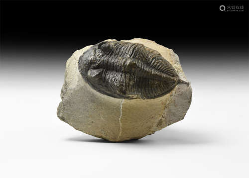 Natural History - Zilchovaspis Fossil Trilobite