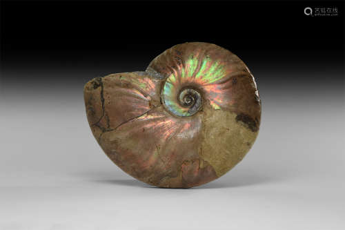 Natural History - Fossil Ammonite