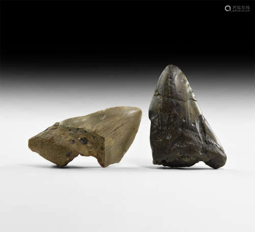 Natural History - Megalodon Fossil Shark Teeth Group