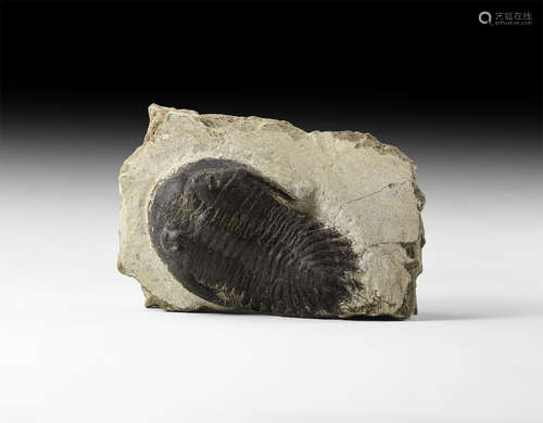 Natural History - Metacanthina Fossil Trilobite