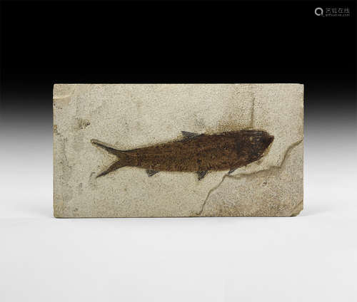 Natural History - Amphiplaga Fossil Fish