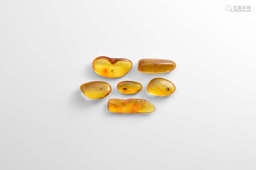 Natural History - Insects in Baltic Amber Group